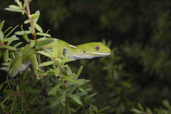Auckland Green Gecko photo 1