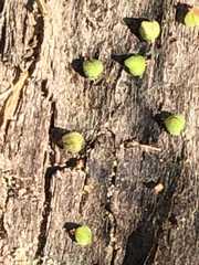 Euphorbia humistrata