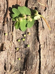 Euphorbia humistrata