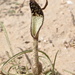 Aristolochia erecta - Photo (c) Joey Santore, algunos derechos reservados (CC BY-NC), subido por Joey Santore