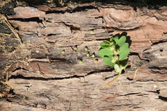 Euphorbia humistrata