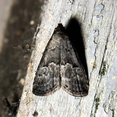 Hypenodes franclemonti