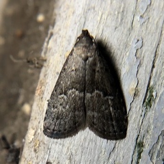 Hypenodes franclemonti