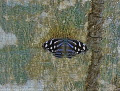 Myscelia cyaniris alvaradia