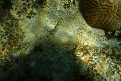 Corythoichthys flavofasciatus