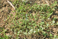 Euphorbia humistrata