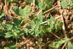 Euphorbia humistrata