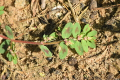 Euphorbia humistrata