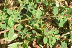 Euphorbia humistrata