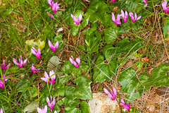 Cyclamen repandum