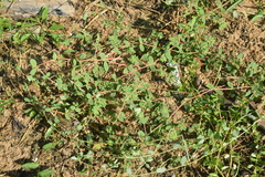 Euphorbia humistrata