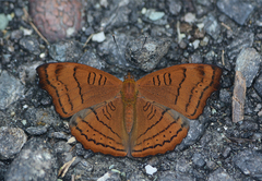Pseudergolis wedah
