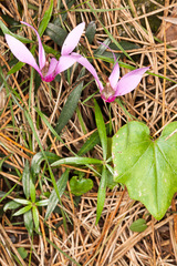 Cyclamen repandum