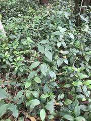 Piper tuberculatum