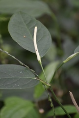Piper tuberculatum