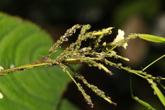Impatientinum asiaticum