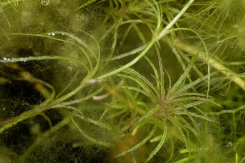 Najas chinensis iNat (1)