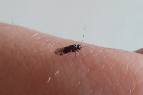 Hyalopsocus morio