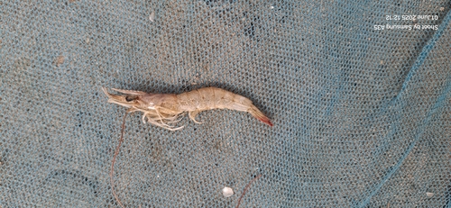 Metapenaeus monoceros observed 2025-06-01