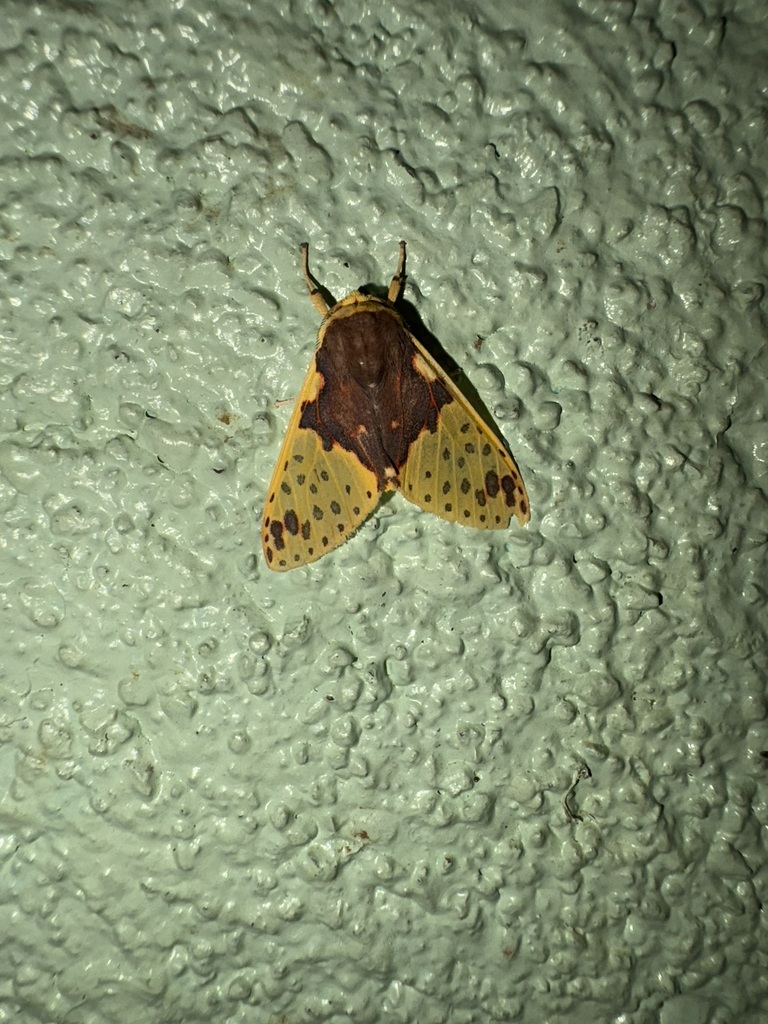 Amaxia pyga