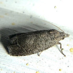 Eucosma sombreana