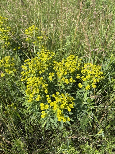 Euphorbia stepposa