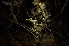 Brookesia minima