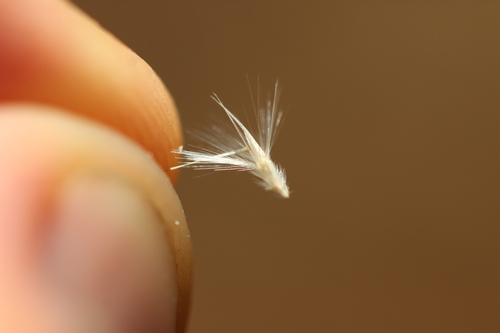 Rytidosperma gracile