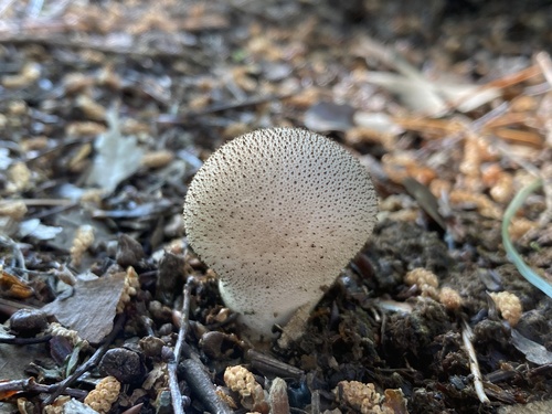 Lycoperdon