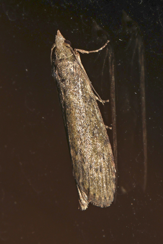 Lamoria virescens