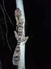 Uroplatus henkeli