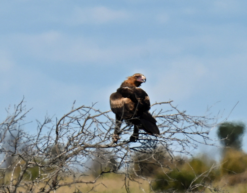 Mainland Wedge-tailed Eagle