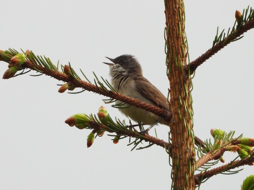 Curruca zarcerilla (Curruca curruca)