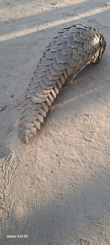 Temminck's Ground Pangolin