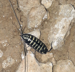 Porcellio ornatus