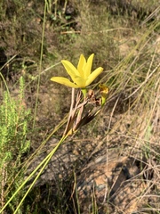 Bobartia longicyma