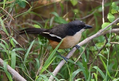 Laniarius ferrugineus