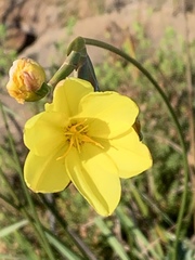 Bobartia longicyma