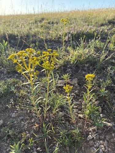 Euphorbia glareosa