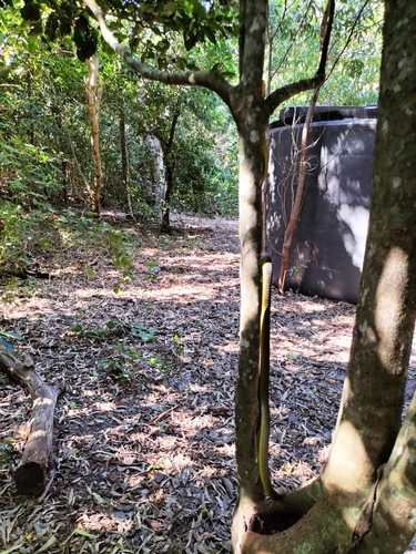 Common Tree Snake sighting