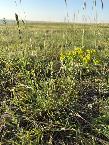 steppe spurge