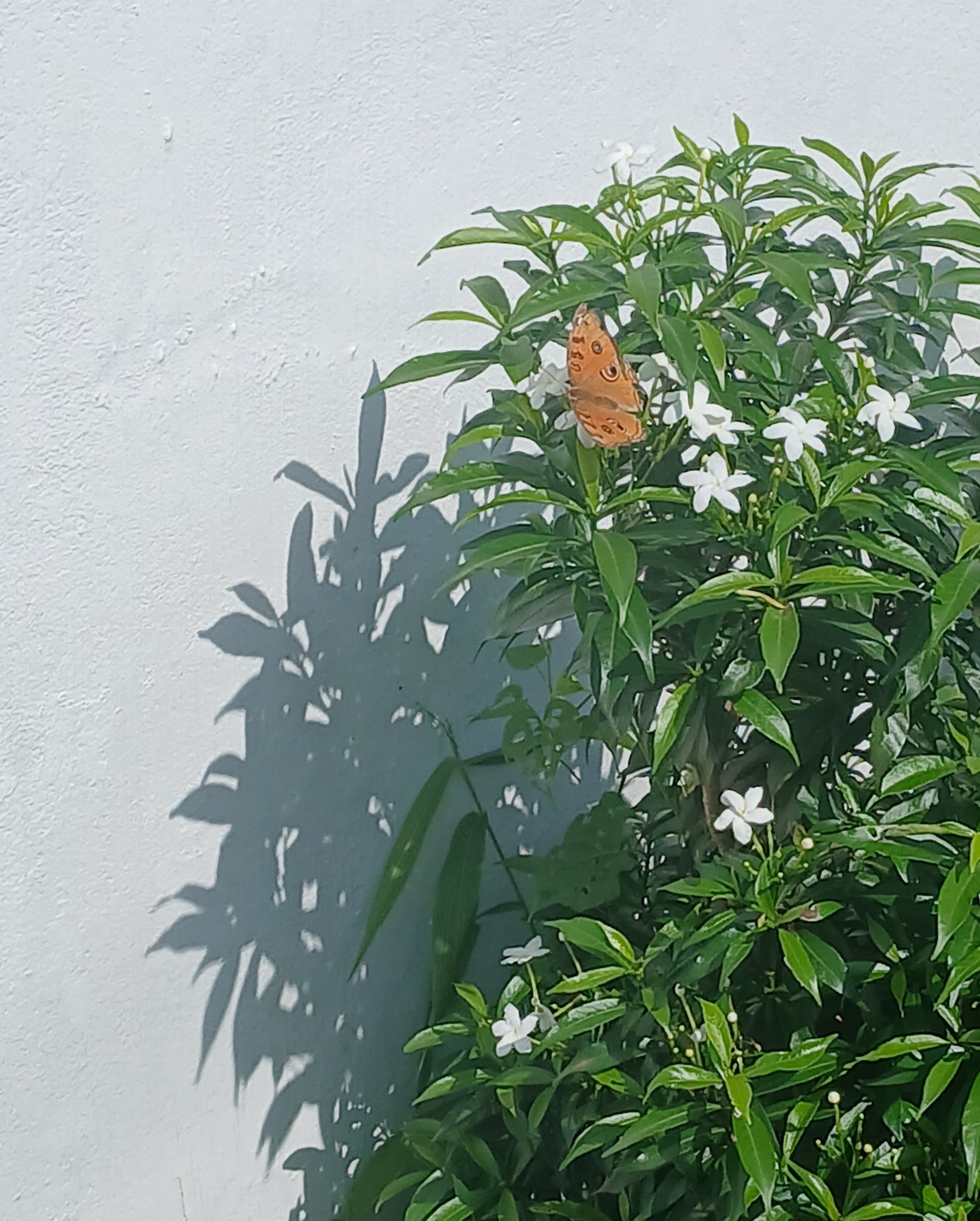 Peacock Pansy