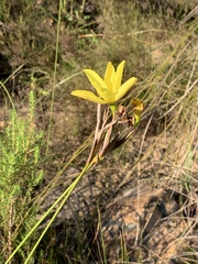 Bobartia longicyma