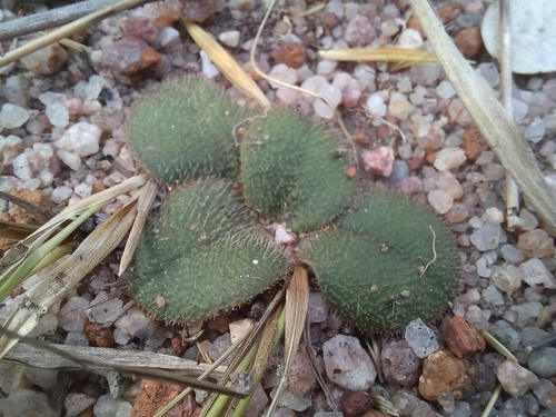 Euphorbia pudibunda var. lanata