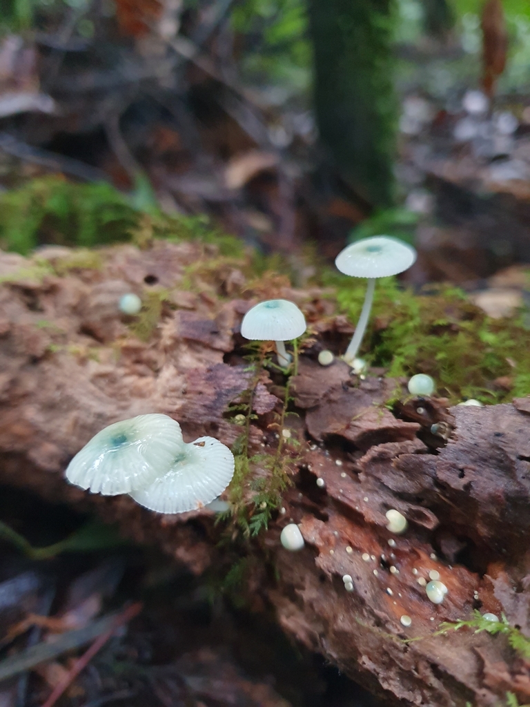 Mycena interrupta · May 2025 · photo: © corli (iNaturalist, cc-by)