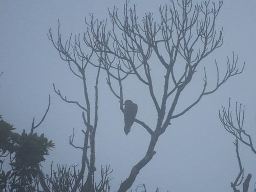 Lesser Cuckoo (Cuculus poliocephalus), photo 4