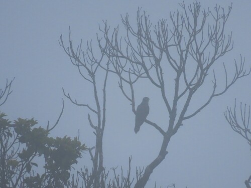 Lesser Cuckoo (Cuculus poliocephalus), photo 5