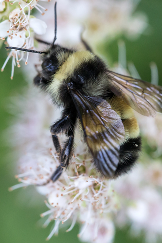 Yellow-banded Bumble Bee