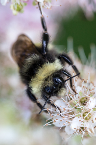 Yellow-banded Bumble Bee