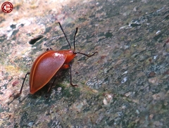Ellipticus testaceus
